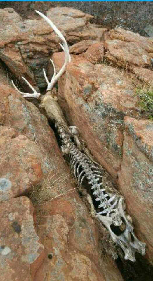 اسکلت گوزنی که در داخل شیاری صخره‌ای به دام افتاده و از گرسنگی مرده است.